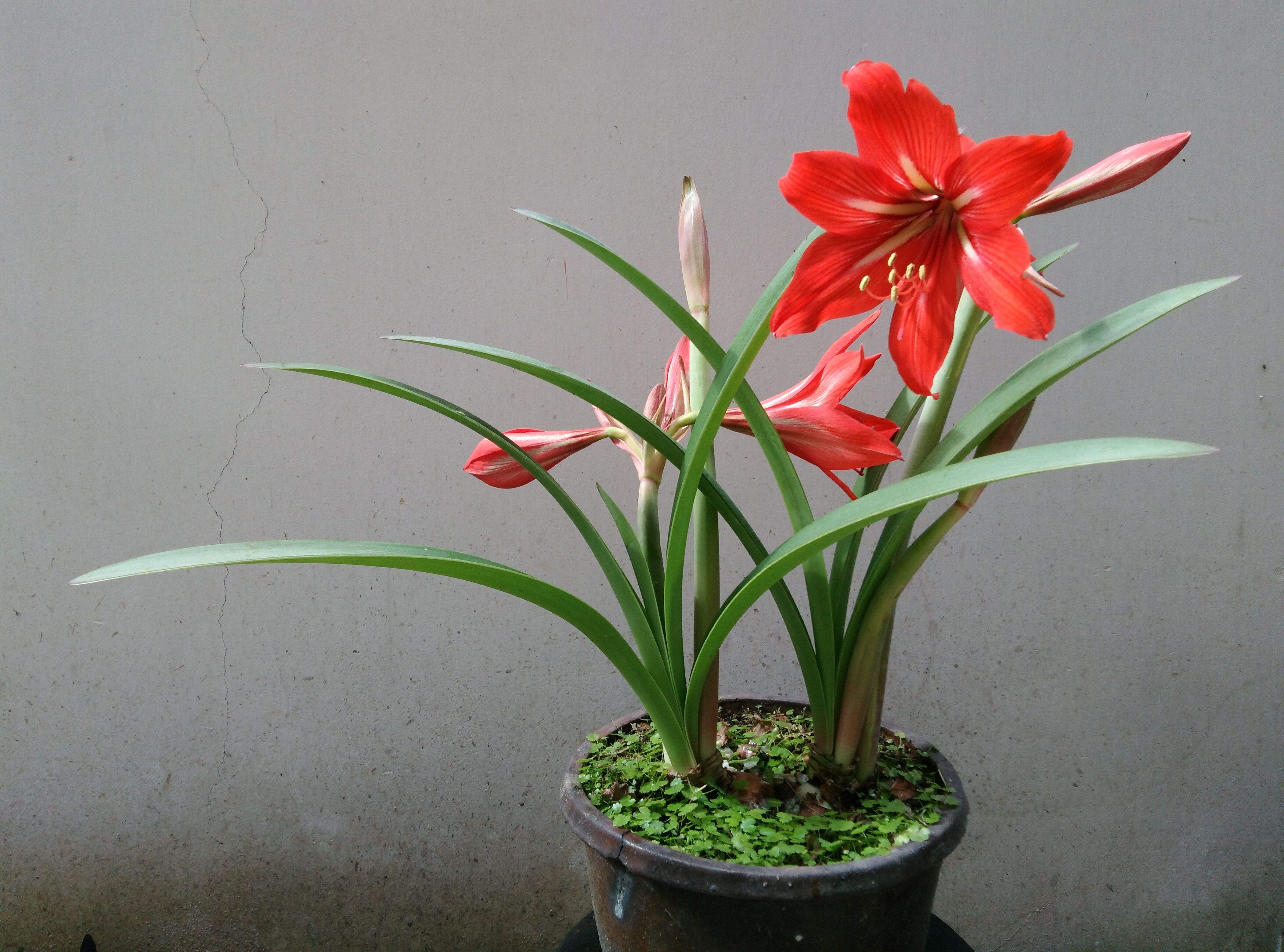 线缟华胄,柱顶红,朱顶兰,孤挺花,华胄兰,百子莲,百枝莲,对红,对对红等