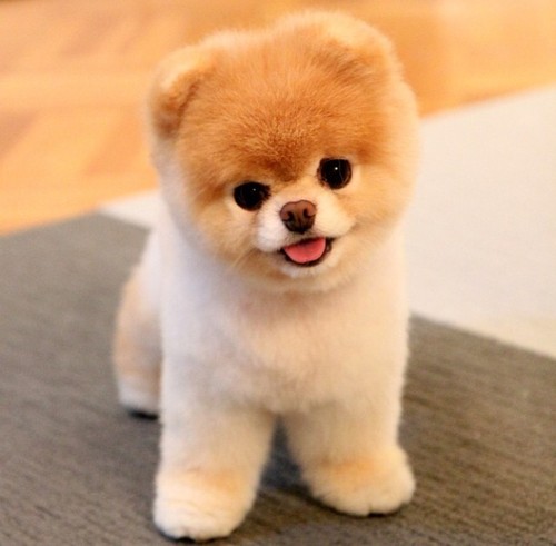 哈多利系博美犬