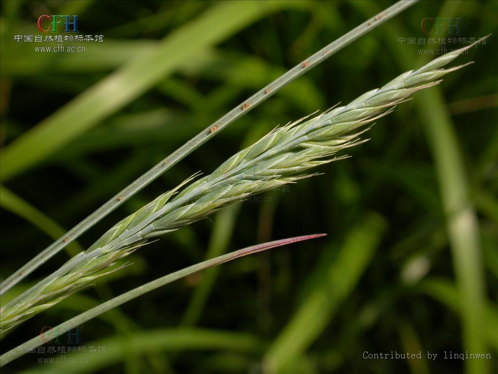 p>羊茅(学名: i>festuca ovina /i> l.