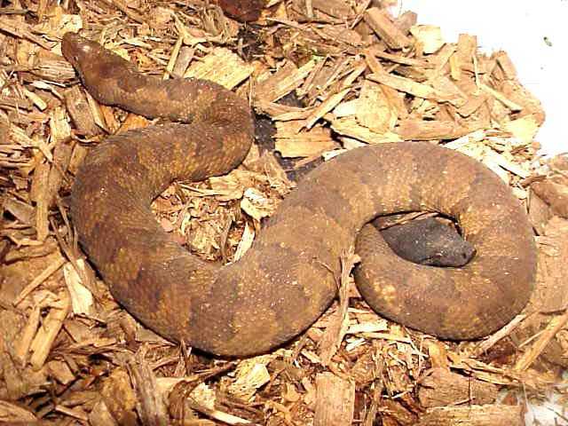  p>太平洋地蟒,这是一种短粗的小蟒蛇,头部顶端覆盖着小小的鳞片. /p>