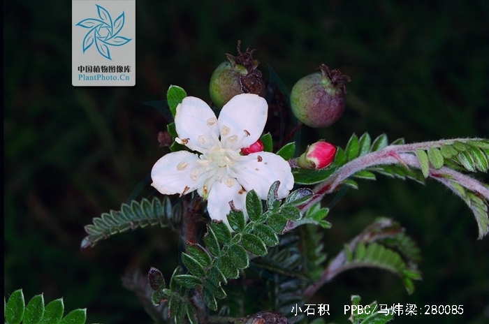  p>小石积(学名: i>osteomeles anthyllidifolia /i> lindl.