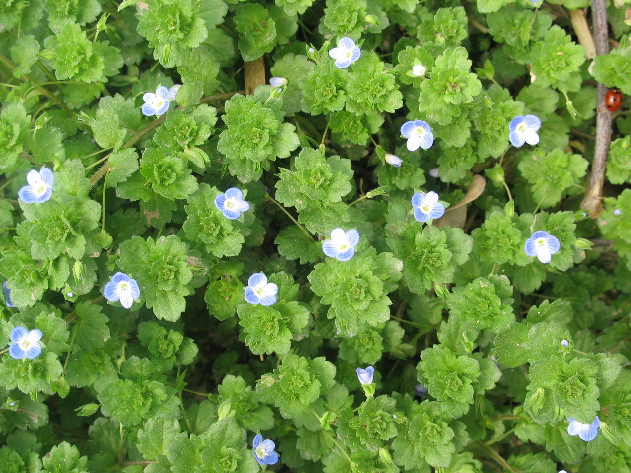  p>少籽婆婆纳是一年生或越年生草本, a target="_blank" href="/item