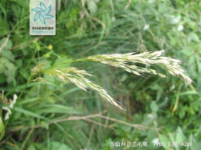 trisetum sibiricum rupr