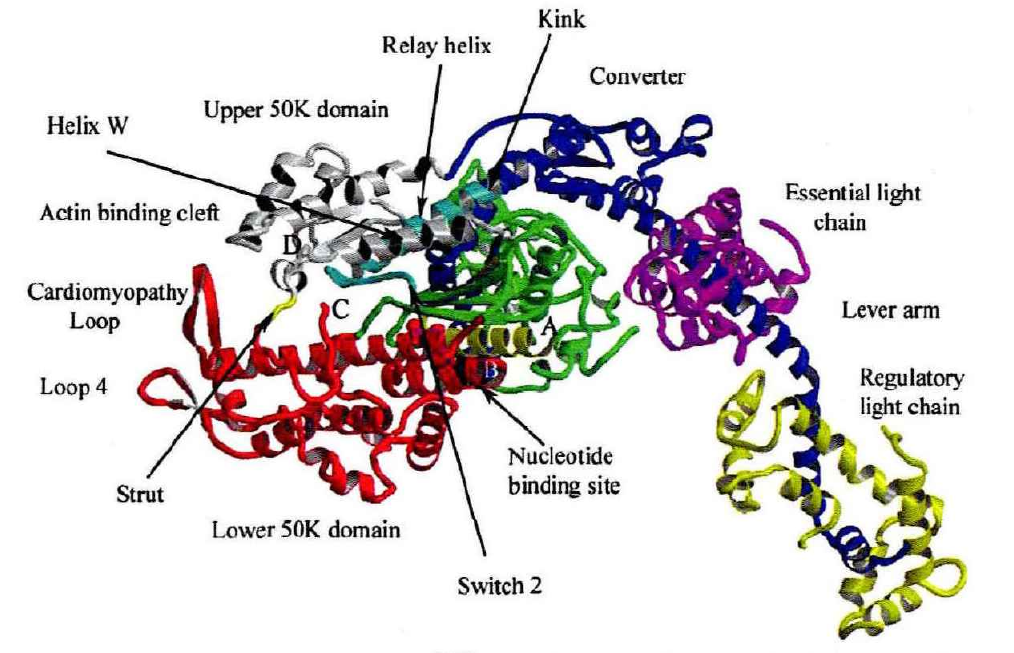  p>肌球蛋白(myosin),又称为肌凝蛋白,是 a target="_blank" href="