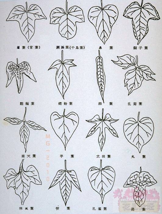  p data-id="gnwfabn8pw">叶形就是 a target