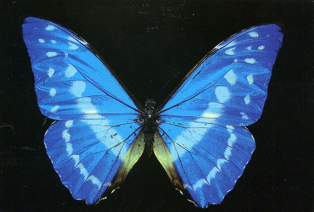 morpho cypris