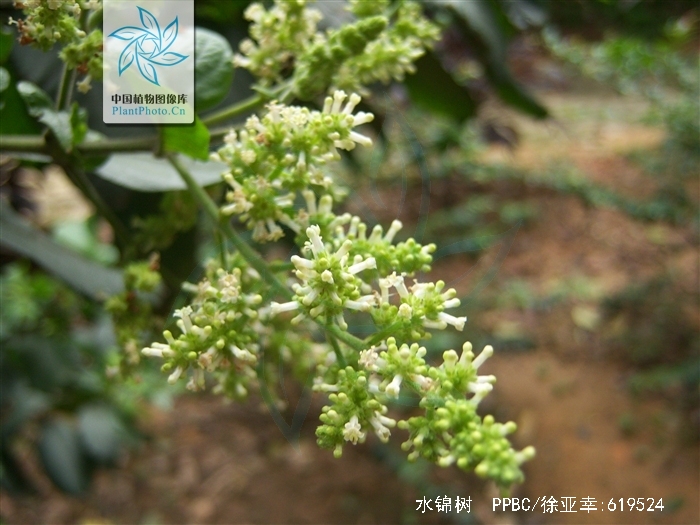 为茜草科植物水锦树 i>wendlandia uvariifolia  /i>hance的根,叶.