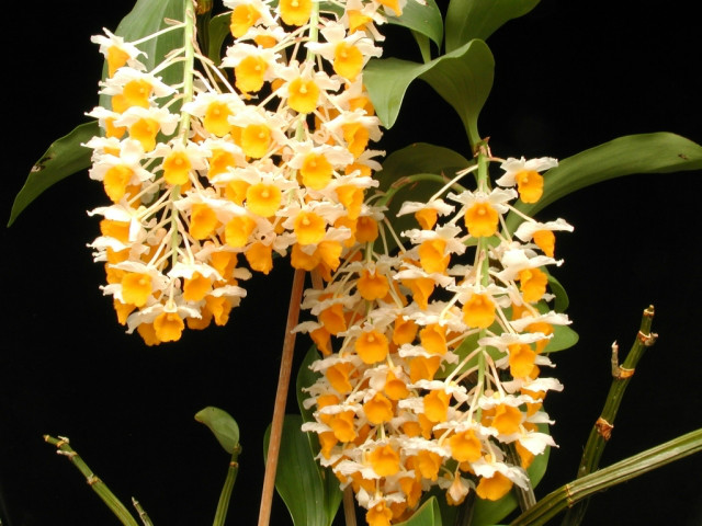  p>密花石斛(学名: i>dendrobium densiflorum /i>  lindl.