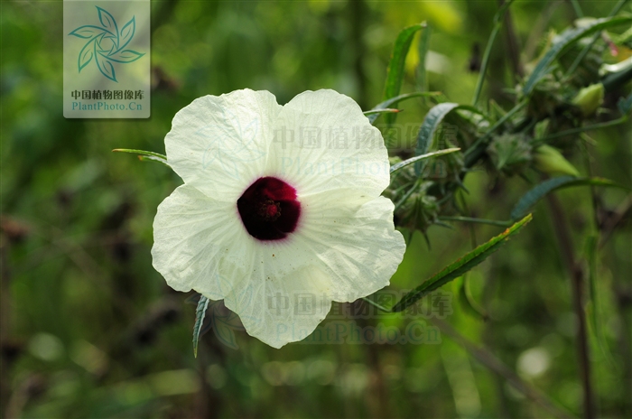  p>红麻,学名大麻槿(hibiscus cannabinus),又称芙蓉麻,洋麻,钟麻