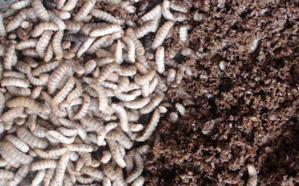 腐生性的 a href="#" data-lemmaid="9470794">水虻科 /a>昆虫,幕够