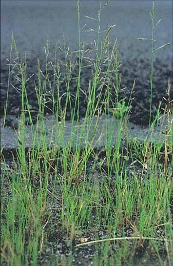  p>碱茅(学名: i>puccinellia distans /i> (l. ) parl.