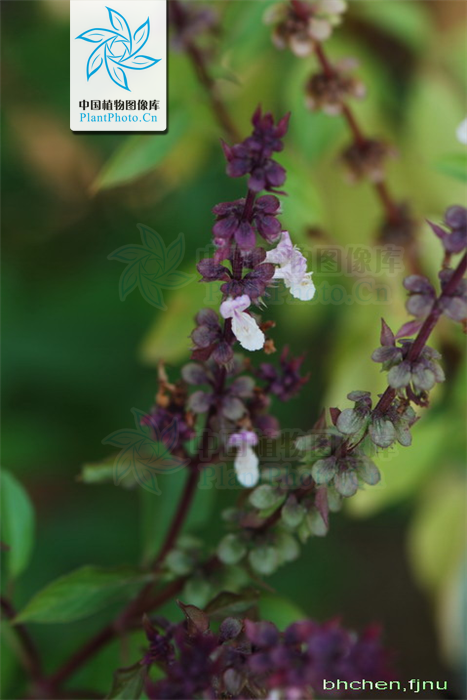  p>疏柔毛罗勒(学名: i>ocimum basilicum /i> var.