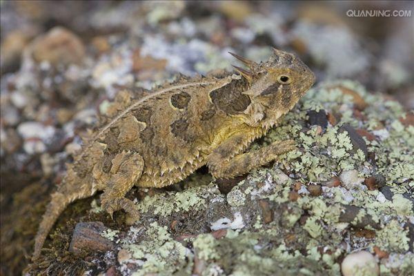 phrynosoma coronatum blainvile,别名冠状角蜥,英文名horned toad