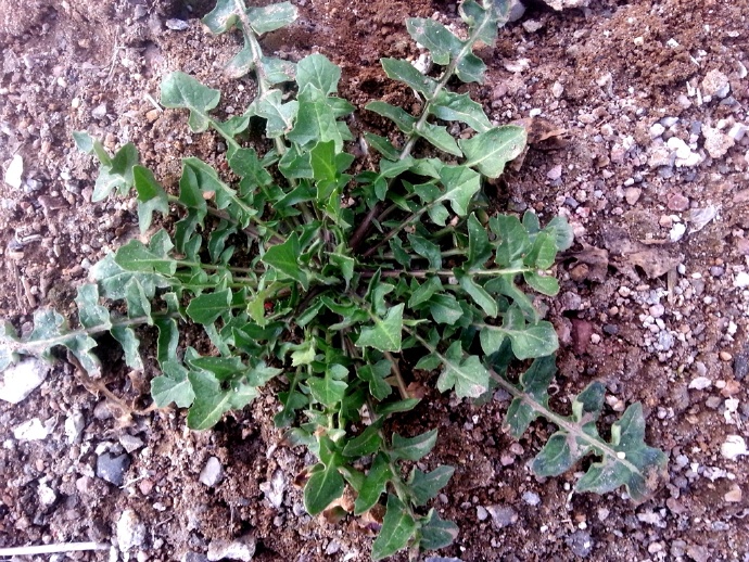 besser)是十字花科蔊菜属一年生或二年生草本.