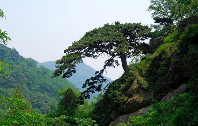 泰山迎客松