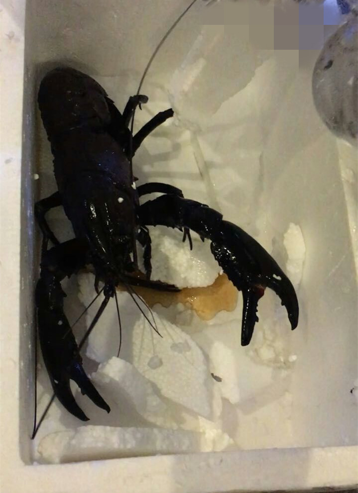  p>马龙螯虾(cherax cainii-marron),世界第三大淡水螯虾,生活在澳洲