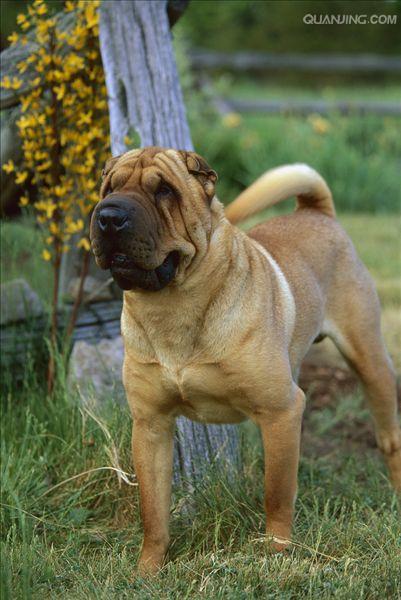 皮犬,英文名 sharpei,产于中国广东南海大沥镇一带,是世界名种斗狗之