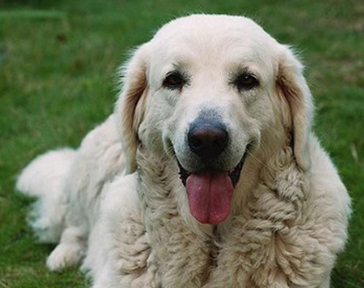 塔特拉山牧羊犬犬