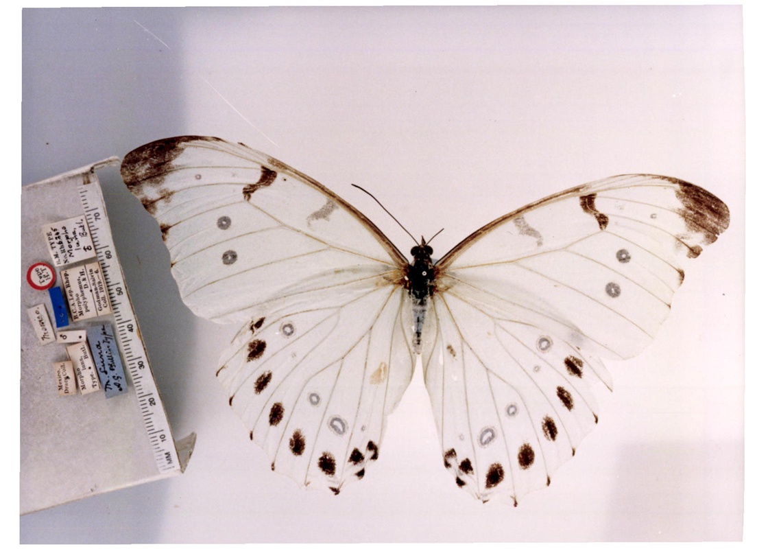  p>大白闪蝶(学名:morpho luna),鳞翅目 a href="#">蛱蝶科 /a>闪蝶属