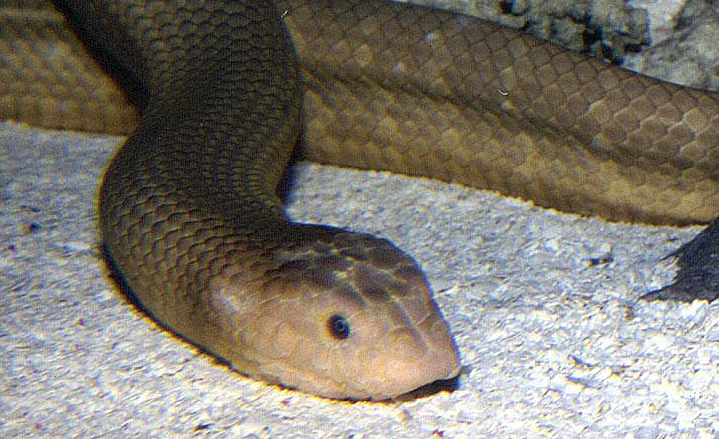  p>棘眦海蛇,是一种有毒蛇类,全长大约130厘米.