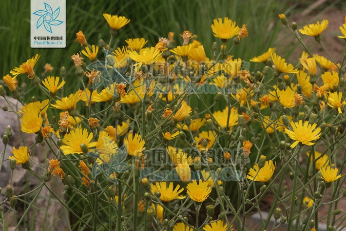 hieracium