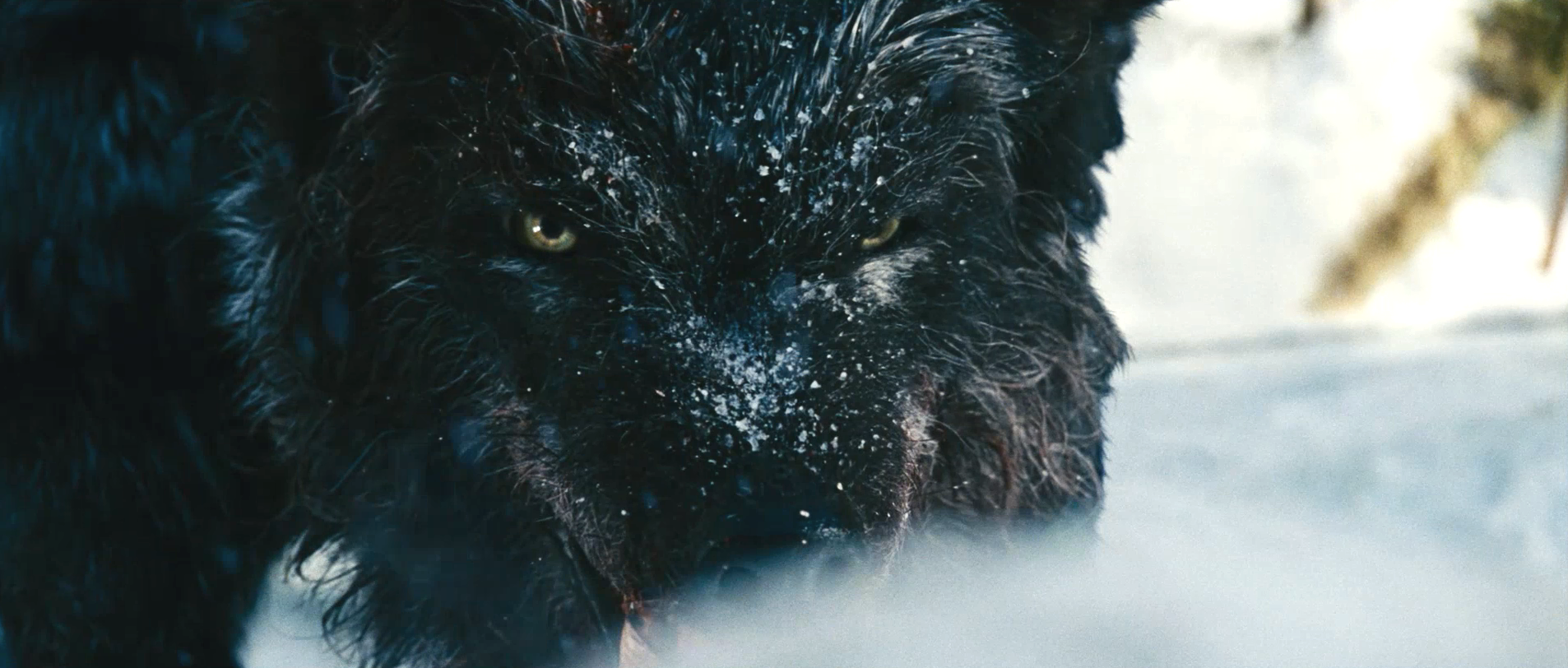 《人狼大战》(the grey)是由<a href="#" data