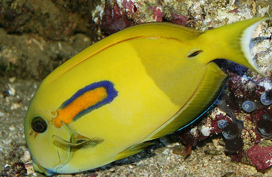  p>橙斑刺尾鱼(学名: i>acanthurus olivaceus /i>),又称一字刺尾鲷