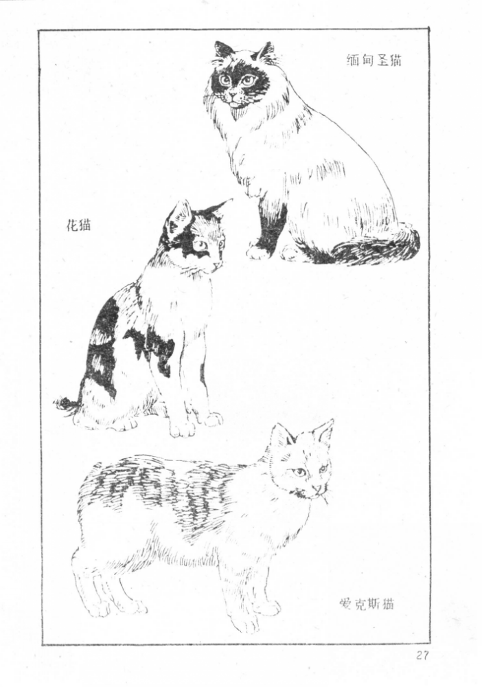 家猫_百度百科