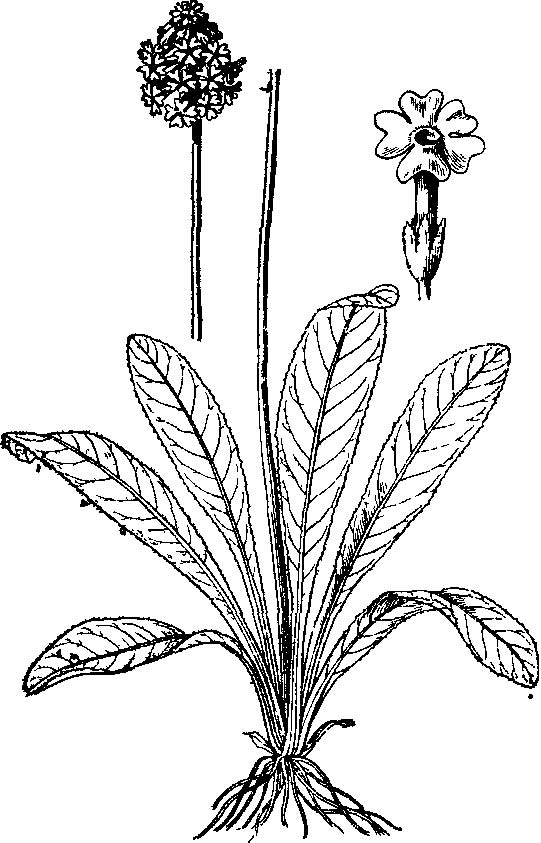  p>高穗花报春(学名: i>primula vialii /i> delavay ex franch.