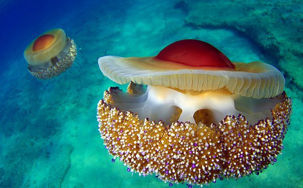  p>蛋黄水母(学名: i>cotylorhiza tuberculata /i>)是钵水母纲 a