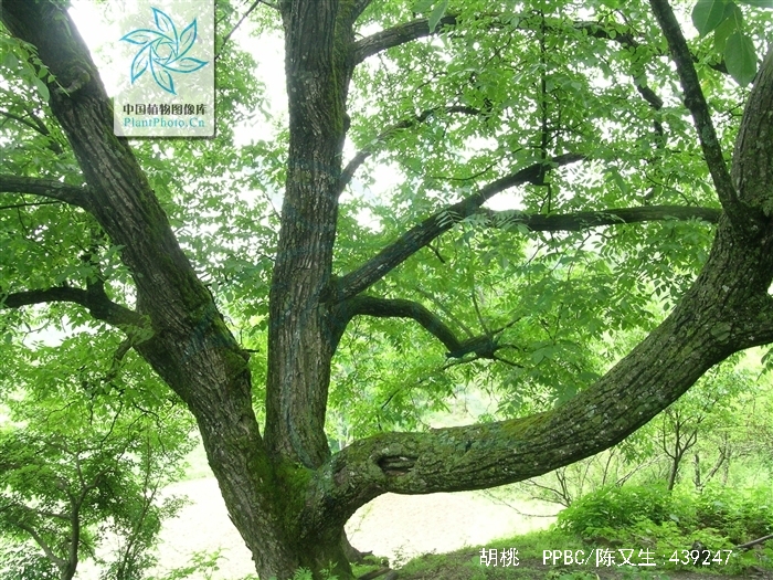  p>胡桃(拉丁学名  i>juglans regia  /i> l. ),俗称核桃 i>.