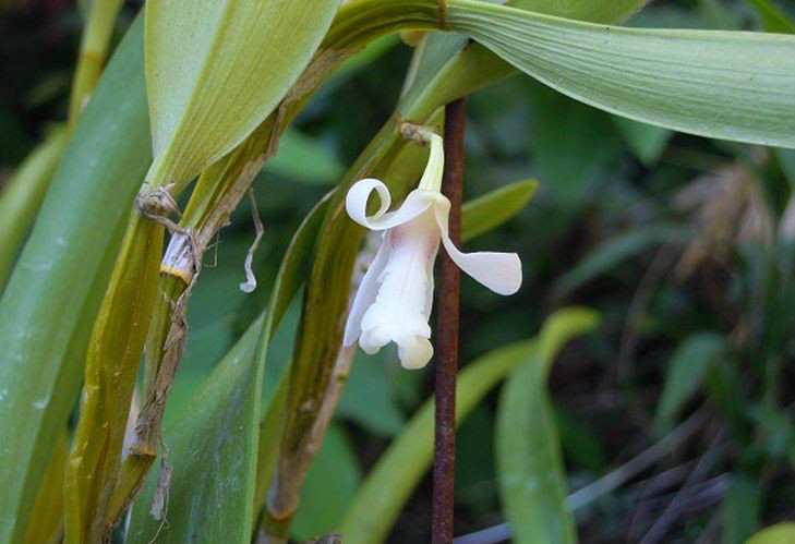  p>滇金石斛(学名: i>flickingeria albopurpurea /i>  seidenf.
