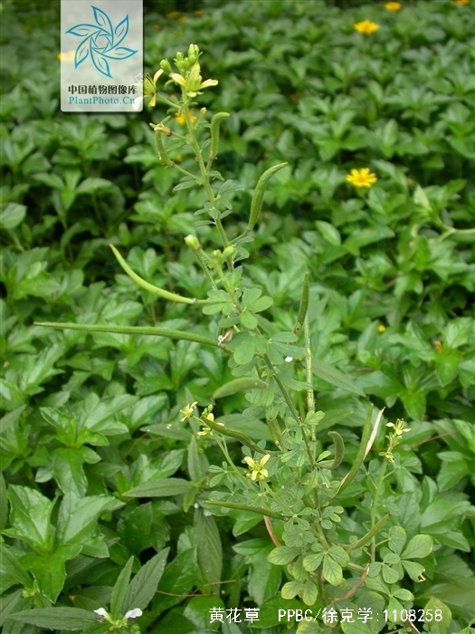  p>赛葵(拉丁学名:  i>malvastrum coromandelianum /i> (l.