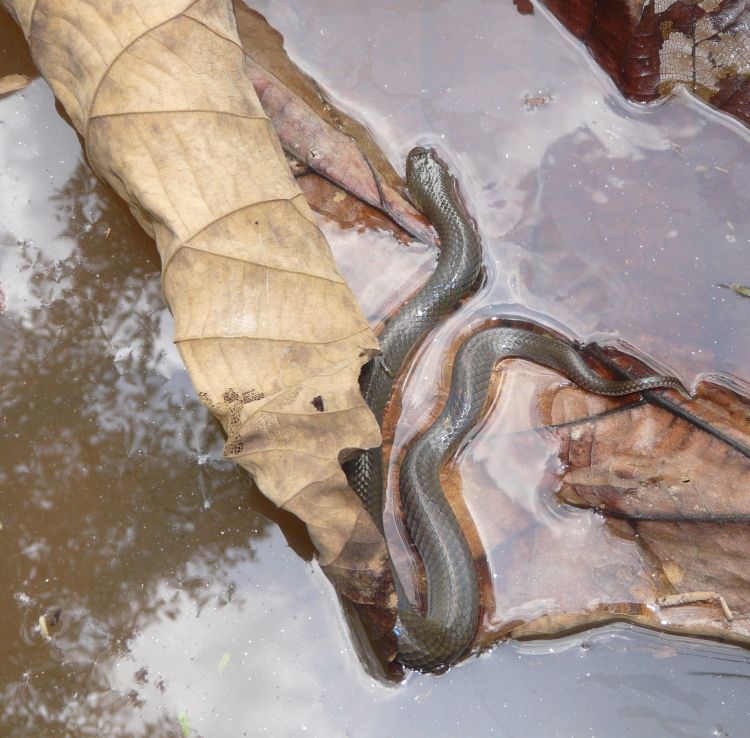  p>铅色水蛇(学名: i>enhydris plumbea /i>)为游蛇科水蛇属的爬行