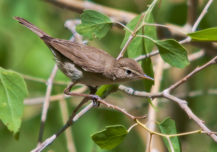  p>草绿篱莺(学名: i>iduna pallida /i>):体长13厘米.