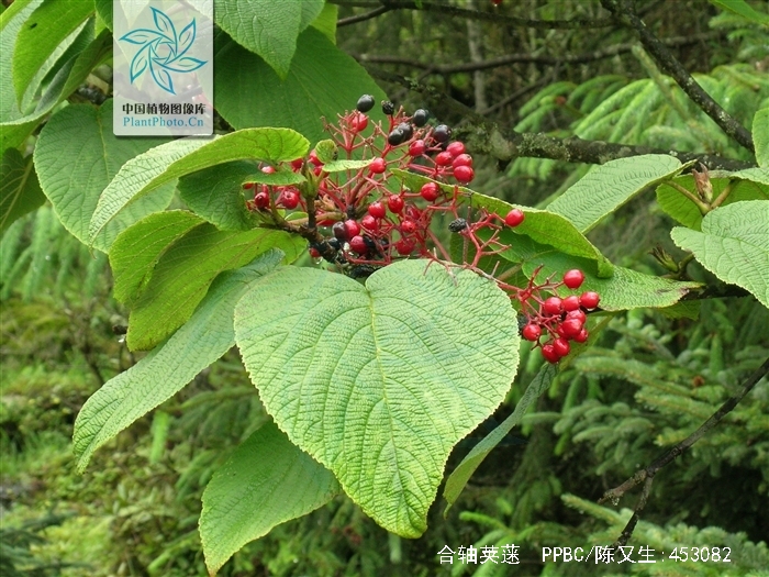  p>合轴荚蒾(学名:viburnum sympodiale graebn.)是忍冬科荚蒾属植物.