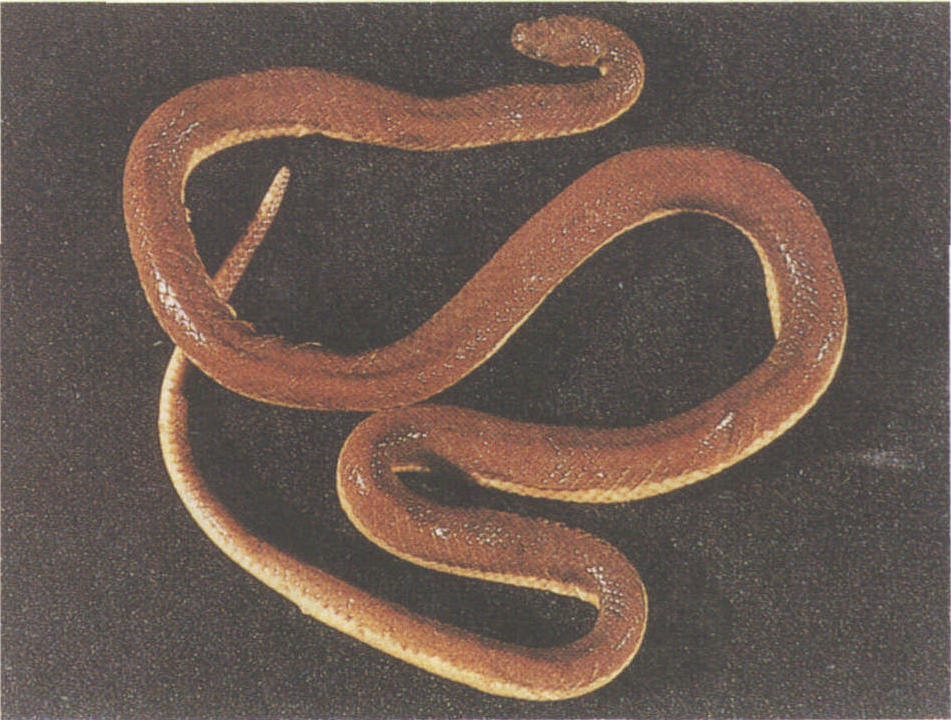  p>黄腹杆蛇为游蛇科黄腹杆蛇属的爬行动物.