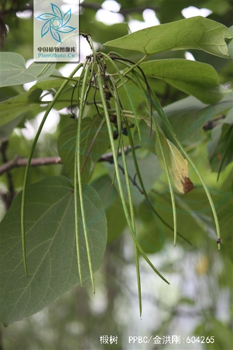  p>椴树( i>tilia tuan  /i>szyszyl.