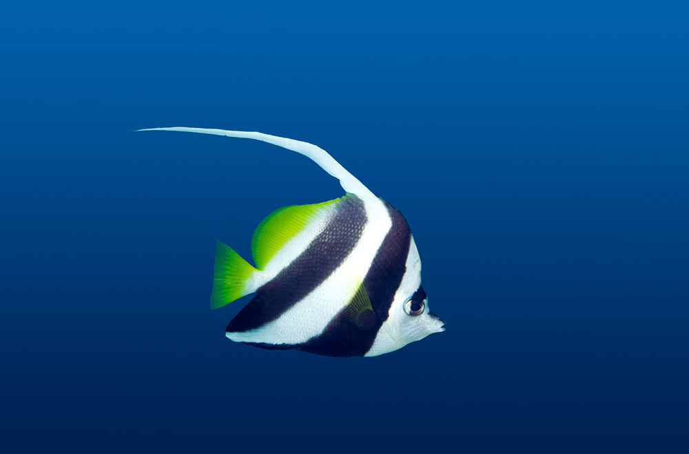  p>海鱼,读音hǎi yú,生活在海里的鱼,如 a href="#" data-lemmaid="