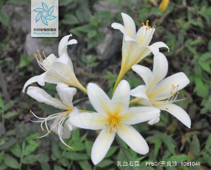  p>乳白石蒜(学名: i>lycoris albiflora /i> koidz) a target="