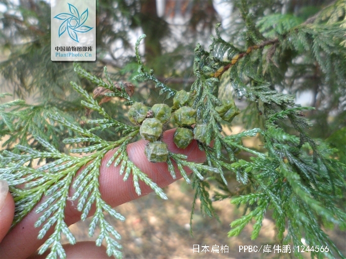 是柏科,扁柏属 a href="#" data-lemmaid="33239">乔木 /a>,在原产地