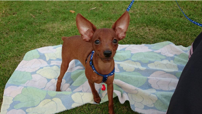 如何正确饲养小鹿犬 百科ta说