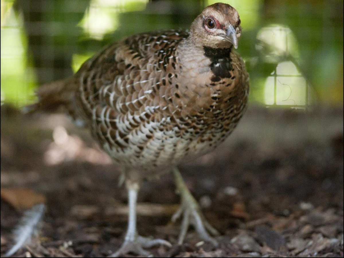 体长81厘米,体型大小和 a target="_blank" href="/item/雉鸡/300348"