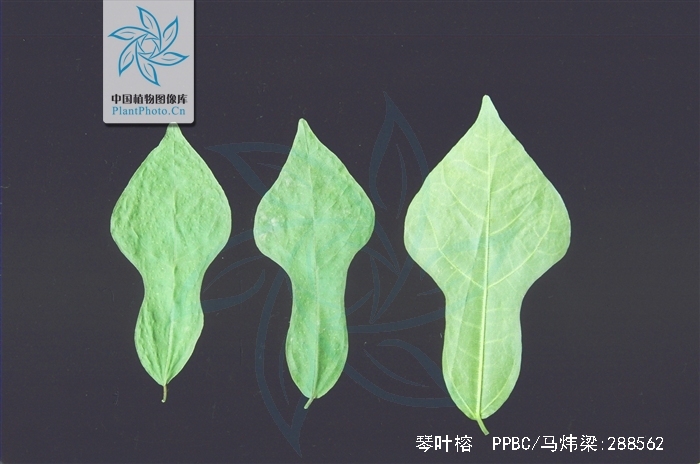  p data-id="txtlffkmleos">琴叶榕( i>ficus pandurata /i> hance)是