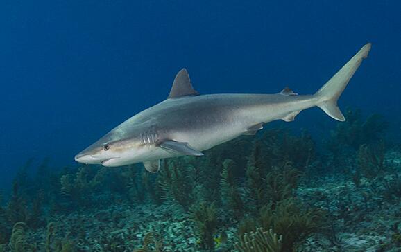 carcharhinus acronotus