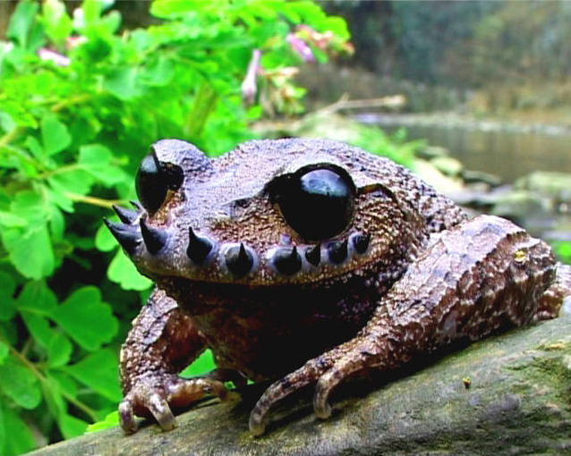  /p> p>髭蟾为中国特有属,成蟾栖息在海拔700～1800米林木繁茂的山区.