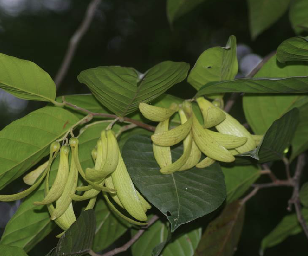  p>坡垒(学名: i>hopea hainanensis /i> merr.