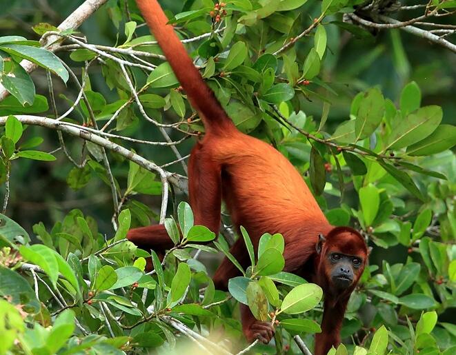  p>红吼猴( a href="#" data-lemmaid="8074290">学名 /a>alouatta