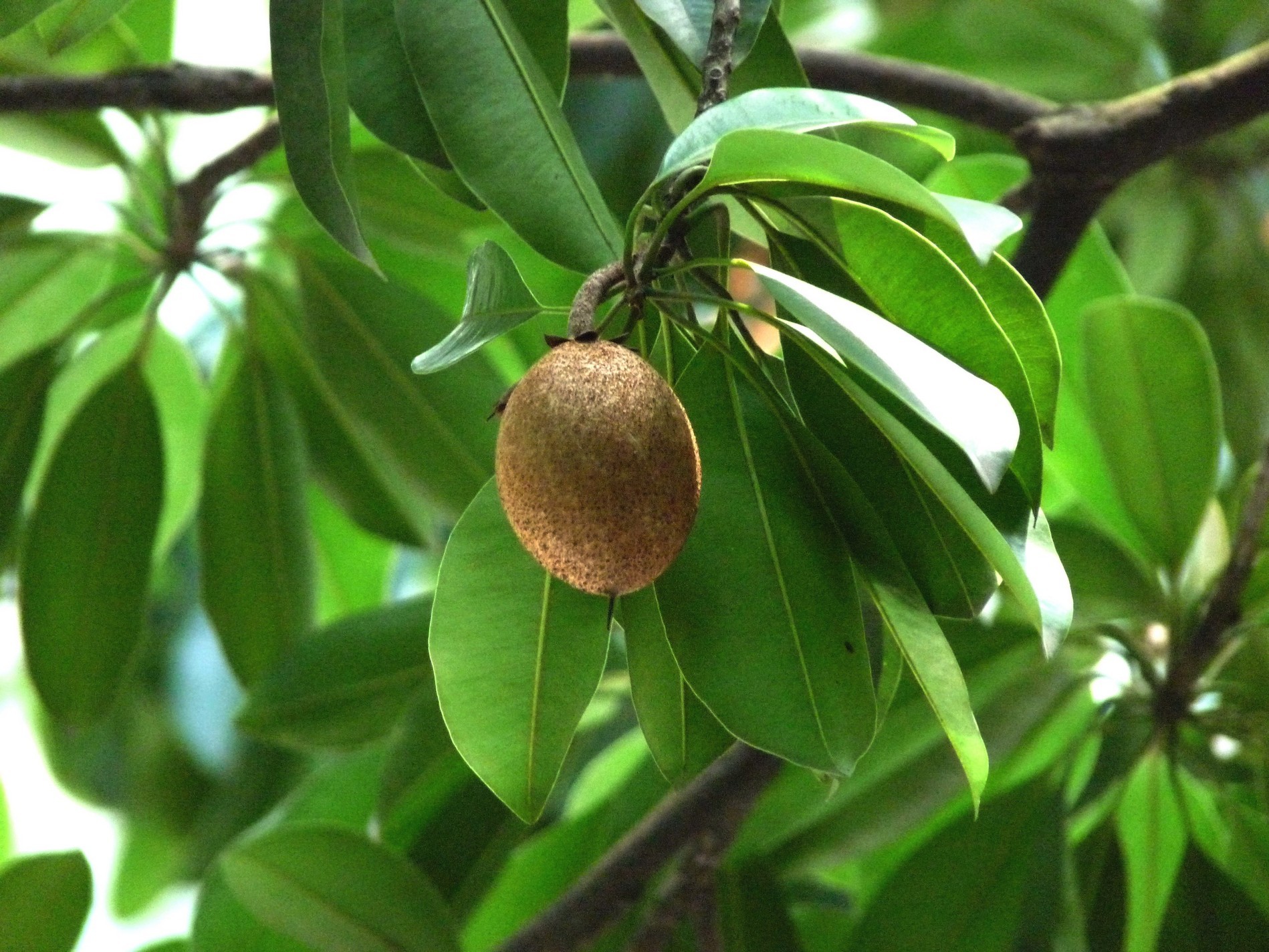  p>人心果(学名: i>manilkara zapota   /i>(linn.