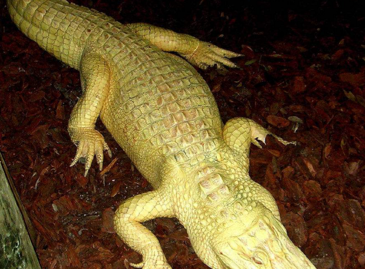 代表种如密河鳄,分布于美国东南部,全长可达5米,体色为黑色,幼鳄间有